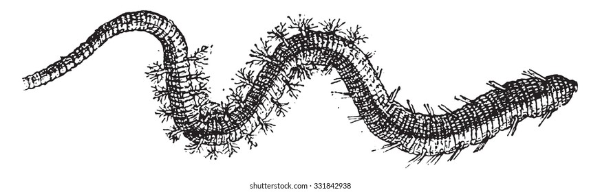 Lugworm, vintage engraved illustration. Dictionary of words and things - Larive and Fleury - 1895.
