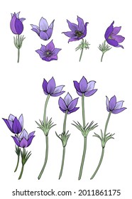 Lumbago meadow, Pulsatilla flower ink sketch, Vector Pasque flowers isolated on white, floral illustration, Botanical drawing of Perennial poisonous flowering plant for design medicine, phytotherapy