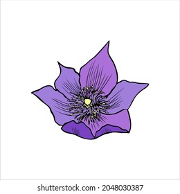 Lumbago meadow, Pulsatilla flower ink sketch, Vector Pasque flowers isolated on white, floral illustration, Botanical drawing of Perennial poisonous flowering plant for design medicine, phytotherapy