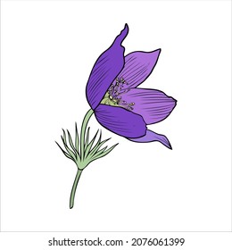 Lumbago meadow, Pulsatilla flower ink sketch, Vector Pasque flower isolated on white, floral illustration, Botanical drawing of Perennial poisonous flowering plant for design medicine, phytotherapy