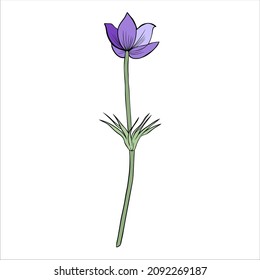 Lumbago meadow, Pulsatilla flower ink sketch, Vector Pasque flower isolated on white, floral colorful illustration, Botanical drawing of Perennial poisonous flowering plant for design phytotherapy