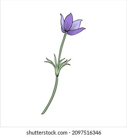 Lumbago meadow, Pulsatilla flower ink sketch, Vector Pasque flower isolated on white, floral colorful illustration, Botanical drawing of Perennial poisonous flowering plant for design phytotherapy