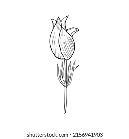 Lumbago meadow, Pulsatilla flower ink sketch, Vector Pasque flowers isolated on white, floral illustration, Botanical drawing of Perennial poisonous flowering plant for design medicine, phytotherapy