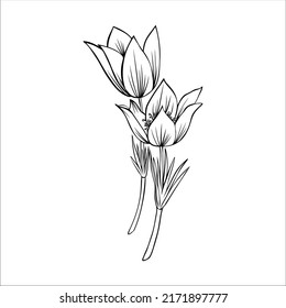 Prado de lumbago, dibujo de la tinta floral Pulsatilla, flor Vector Pasque aislada en blanco, línea floral ilustración artística, dibujo botánico de planta de floración venenosa perenne para el diseño fitoterapia