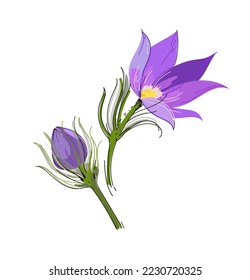 Lumbago meadow silhouette, Pulsatilla flower, Vector Pasque flower isolated on white, floral illustration Anemone, vector doodle illustration.