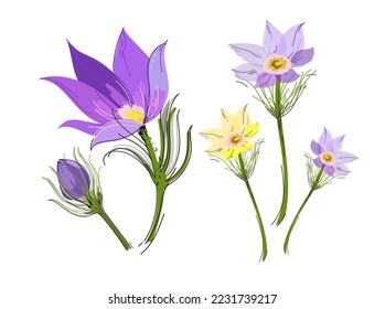 Lumbago meadow silhouette, Pulsatilla flower, Vector Pasque flower isolated on white, floral illustration Anemone, vector doodle illustration.