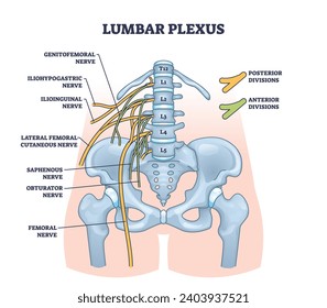 Lumbar plexus as anatomical web of lumbosacral nerves outline diagram. Labeled educational scheme with medical location of genitofemoral, iliohypogastric and ilioinguinal nerves vector illustration.