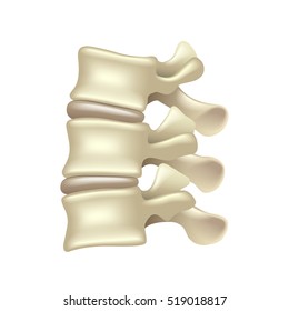 Lumbar spine isolated on white vector illustration