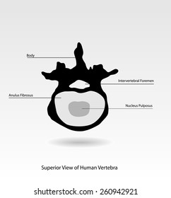 Lumbar vertebra detail view vector design