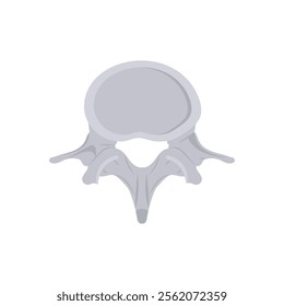 Lumbar Vertebra, Human Body Part Illustration