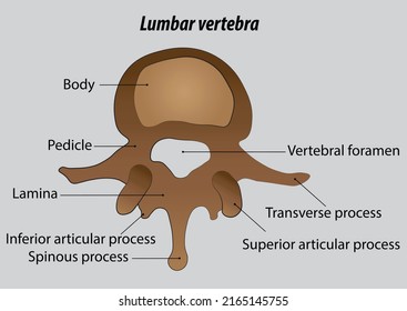 Lumbar Vertebra Labeled Vector Drawing Illustrations With Layers