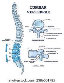 Lumbar vertebrae part of spine and anatomical structure outline diagram. Labeled educational medical scheme with superior, lateral and side view of back bone and skeletal system vector illustration.