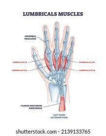 Lumbricals muscles as hand and fingers muscular part anatomy outline diagram. Labeled educational scheme with medical proximal phalange and flexor digitorum progundus structure vector illustration.