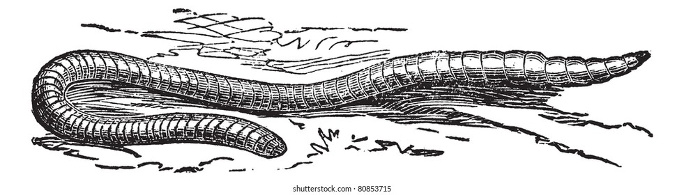 Lumbricus terrestris or Common Earthworm or Vitalis or Dew Worm or Lob Worm, vintage engraving. Old engraved illustration of Lumbricus terrestris. Trousset encyclopedia (1886 - 1891).