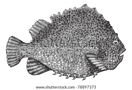Lumpsucker or Cyclopterus lumpus or lumpfish, vintage engraving. Old engraved illustration of Lumpsucker isolated on a white background. Trousset encyclopedia (1886 - 1891)