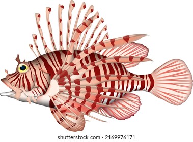 'Luna lionfish' illustration. Vector EPS format.