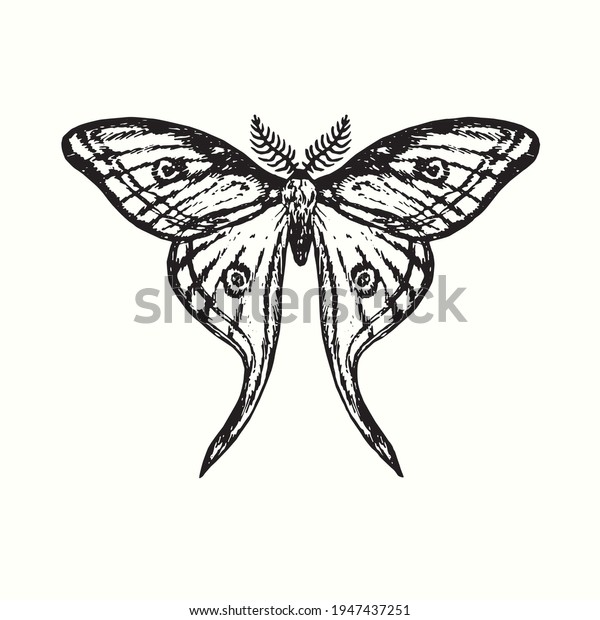 Luna Moth Actias Luna Front View Stock Vector (Royalty Free) 1947437251