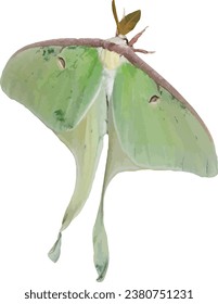 Luna Moth (Actias luna) Large North American Insect Isolated