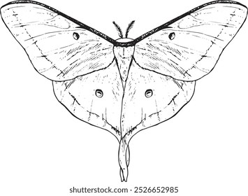 Luna moth - hand drawn vector insect illustration