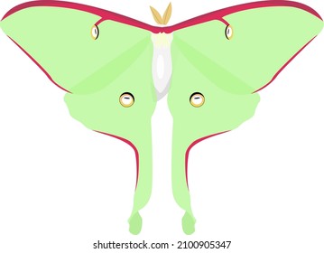 Luna moth, illustration, vector on a white background.