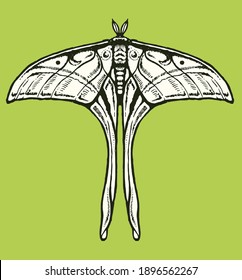 Luna Moth, Moon Moth, Logo, Design T-shirt. vector illustration.