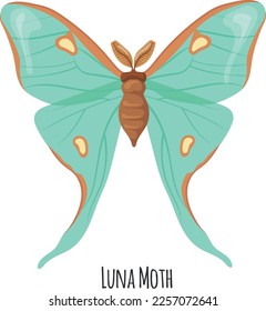 Luna moth. Summer flying animal. Winged insect isolated on white background