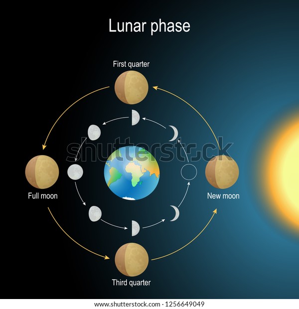 lunar phase. phases of the Moon depends on the Moon\'s\
position in orbit around the Earth and the Earth\'s position in\
orbit around the sun. Vector illustration for science, and\
educational use