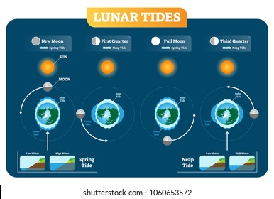 Lunar and Solar tides vector illustration diagram poster infographic. Spring and Neap tide scheme. Gravitation force influence on the water levels and coastline. Geography and astronomy science.