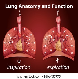 Lung Anatomy Functions Education Illustration Stock Vector (Royalty ...