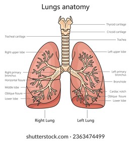 Lung anatomy structure scheme diagram schematic vector illustration. Medical science educational illustration