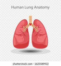 Lung Anatomy Vector Illustration, Lung icon, Human Lung System, Flat design style.