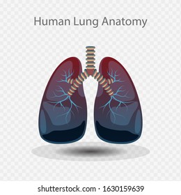 Lung Anatomy Vector Illustration, Lung icon, Human Lungs System