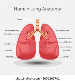 Lung Anatomy Vector Illustration, Lung icon, Human Lungs System