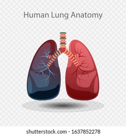 Lung Anatomy Vector Illustration, Lung icon, Human Lungs System