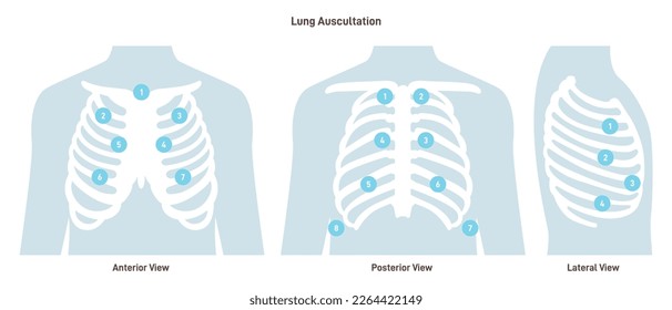 Lung auscultation. Thorax anterior, posterior, lateral position for a stethoscope diagnosis. Flat vector illustration