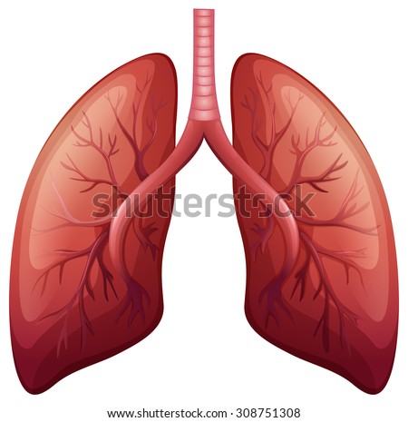 Lung cancer diagram in detail illustration