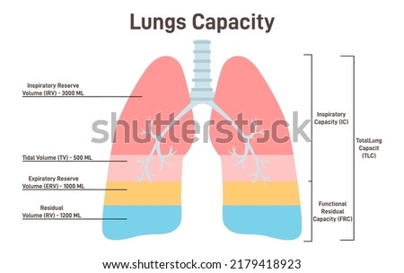 Lung capacity. Lung volume of air in the lungs at different phases of the respiratory cycle. Inspiration and expiration, visualisation of lung volume during inhale and exhale. Flat vector illustration