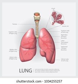 Lung with Detail Vector Illustration