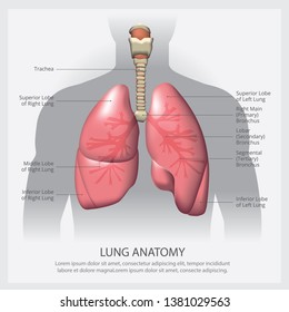 Lung with Detail Vector Illustration