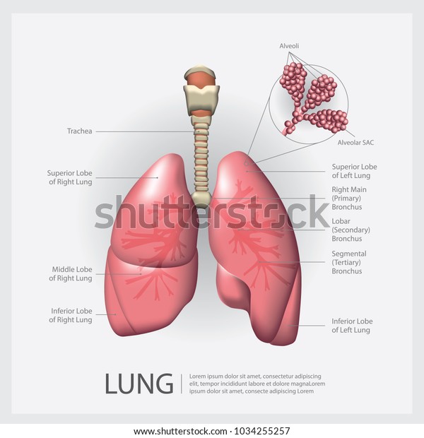 Lung Detail Vector Illustration Stock Vector (Royalty Free) 1034255257