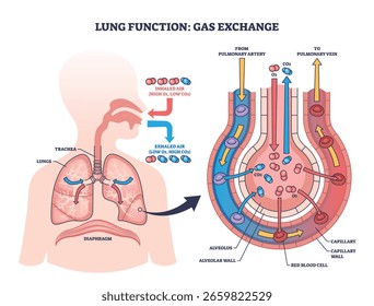 Das Lungenfunktionsdiagramm zeigt den Gasaustausch in den Alveolen, wobei Lungen, Luftröhre und Blutgefäße hervorgehoben werden. Gliederungsplan