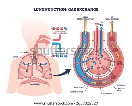 Lung function diagram shows gas exchange in alveoli, highlighting lungs, trachea, and blood vessels. Outline diagram