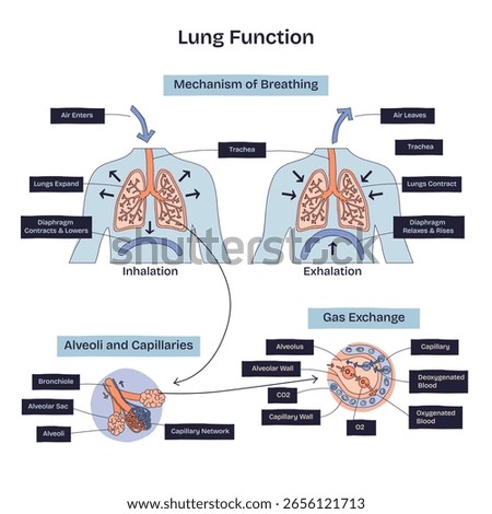 Lung function is illustrated with inhalation, exhalation, and gas exchange, highlighting lungs, alveoli, and capillaries. Doodle style diagram