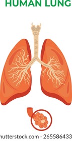 The lung has bronchi branching into bronchioles ending in alveoli where gas exchange occurs surrounded by blood vessels and protective pleura