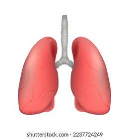 Lung of human . Respiratory system . Realistic design . Isolated . Vector illustration .