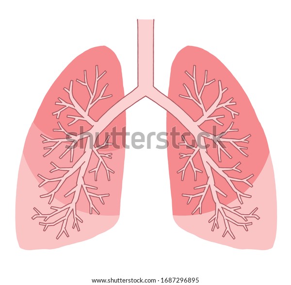 Lung Illustration Cross Section Medical Illustration Stock Vector ...