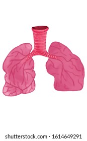 Lung image and white background