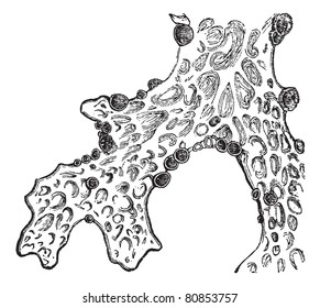 Lung lichen (Sticta pulmonacea) or lung lichen or Lobaria pulmonaria or lungwort lichen or oak lungwort or lung moss vintage engraved illustration. Trousset encyclopedia (1886 - 1891).