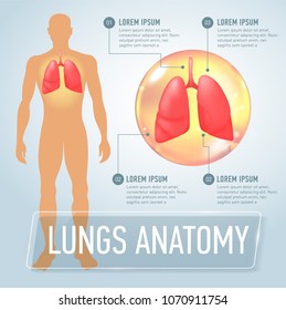 Lung. Modern medical infographics. Internal organs in a human body. Anatomy of people