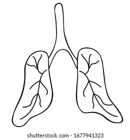 The lung of the patient. An air breathing organ with a capillary network is more prone to complications from COVID19 infection. Vector. Outlines on an isolated background. Doodle style. Sketch